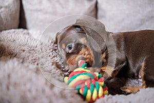 funny dachshund puppy nibbles a toy