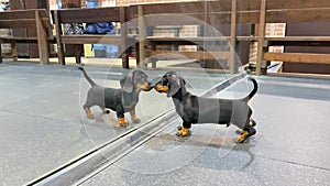 Funny dachshund puppy sees his reflection in mirror and thinks it is another dog, so he jokingly attacks the reflection