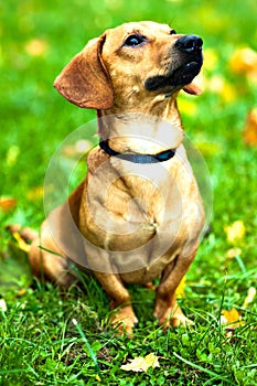 Funny dachshund puppy sit on green grass