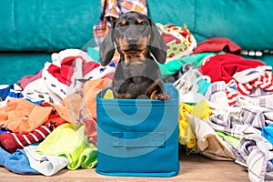 Funny dachshund puppy sits in cloth storage box screwing up eyes in fear, clothes scattered around. Naughty playful baby