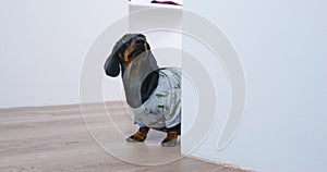 Funny dachshund puppy in t-shirt comes around corner and looks up. Pet attracts attention of owner to walk or feed it