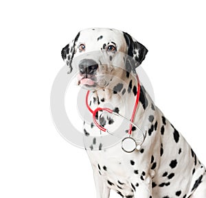 Funny dalmatian dog with red stethoscope.