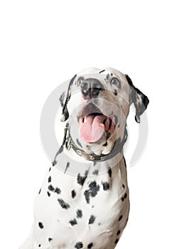 Funny dalmatian dog â€‹â€‹with tongue hanging out.