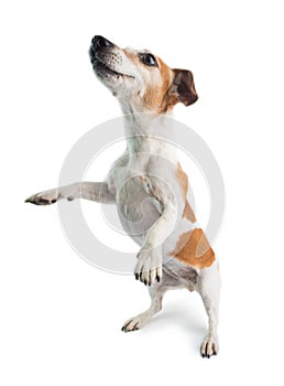 Funny dancing dog doing tricks