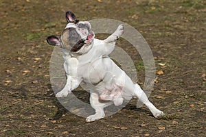 Funny dancing dog stands on its hind legs with its front legs wide apart