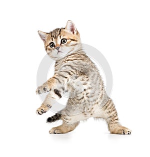 Funny dancing kitten on white