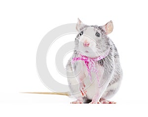 Funny decorative rat with pink bow