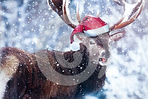 Funny deer in a Santa hat. Winter Christmas humorous image. Dreamland.