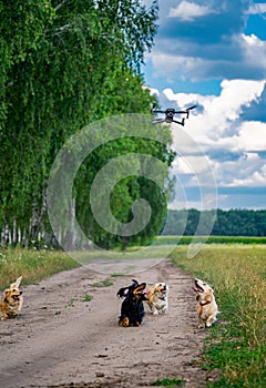 Funny diferrent breeded dogss running after drone. Cute pets playing outside on meadow near green trees.