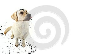 FUNNY DIRTY DOG MAKING A FAT. LABRADOR PUPPY AFTER PLAY IN A MUD PUDDLE. ISOLATED STUDIO SHOT AGAINST WHITE BACKGROUND