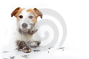 FUNNY DIRTY DOG MISCHIEF AFTER PLAY IN A MUD PUDDLE. ISOLATED ON WHITE BACKGROUND