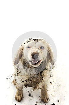 FUNNY DIRTY DOG AFTER PLAY IN A MUD PUDDLE. ISOLATED STUDIO SHOT ON WHITE BACKGROUND