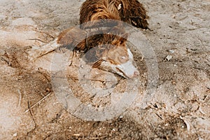 Funny and dirty puppy dog wallowing on sand on summer or spring season with innocent expression face