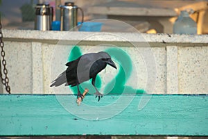 A funny, yet disturbing site of a cannibalistic black crow looking down, while eating fried chicken on a park bench.