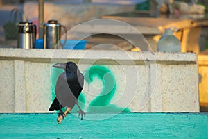 A funny, yet disturbing site of a cannibalistic black crow picnicking on a fried chicken leg, on a park bench.