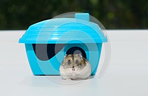 The funny Djungarian dwarf hamster is lying in the hole of the plastic house on the windowsill