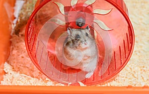The funny Djungarian dwarf hamster is standing on its hind legs in the red plastic running wheel