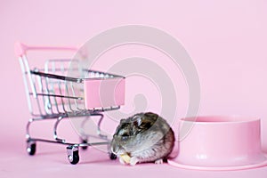 Funny Djungarian hamster with children's empty shopping cart eating nut near his bowl on pink background