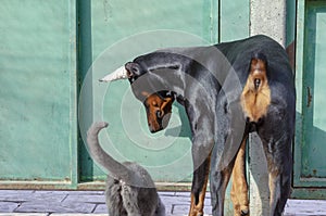 Funny doberman puppy playing outside with a gray kitten