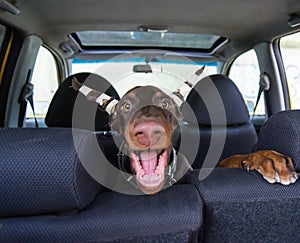 Funny doberman puppy sitting in a car and barks