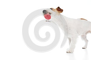 Funny dog, adorable purebred Jack Russell Terrier licking with tongue isolated on white studio background
