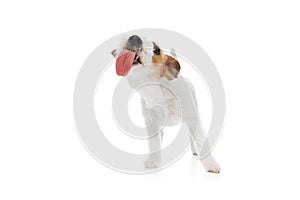 Funny dog, adorable purebred Jack Russell Terrier licking with tongue isolated on white studio background