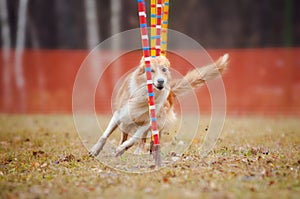 Funny dog in agility