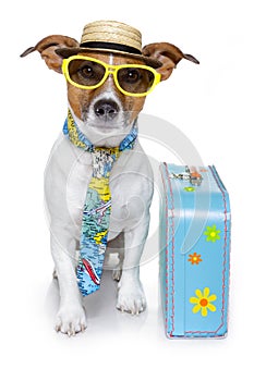 Funny dog as a tourist