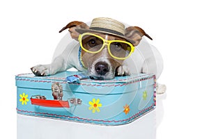 Funny dog as a tourist