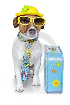 Funny dog as a tourist