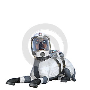 Funny dog with astronaut costume isolated