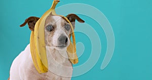 Funny dog with banana peel on his head portrait