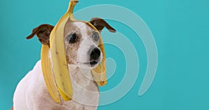 Funny dog with banana peel on his head portrait