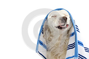 FUNNY DOG BATHING. MIXED-BREED PUPPY WRAPPED WITH A BLUE COLORED TOWEL. MAKING A FACE. ISOLATED STUDIO SHOT AGAINST WHITE photo