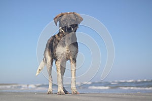 Funny dog at the beach