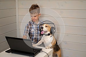 Funny dog Beagle in headphones with a microphone stands on his hind legs next to the boy