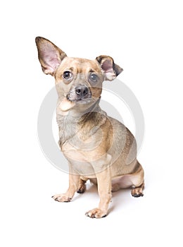 Funny dog with a bent ear
