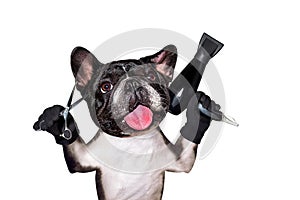 Funny dog black barber groomer french bulldog hold scissors and hair dryer. Man isolated on white background