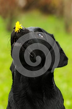 Funny dog black Labrador puppy holds on the nose dandelion flower and looks at it