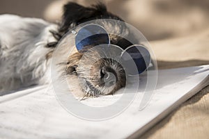 Funny dog with blue glasses is singing a song