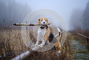 funny dog breed Beagle holding a stick in his teeth during a walk in the autumn Park