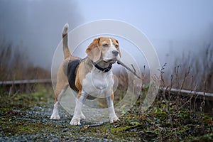 Funny dog breed Beagle holding a stick in his teeth during a walk in the autumn Park