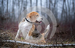 Funny dog breed Beagle for a walk in the autumn Park in a thick fog