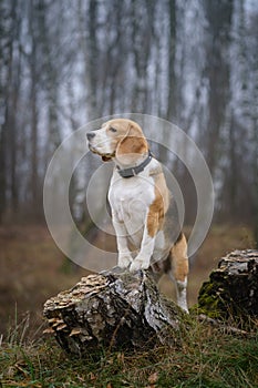 Funny dog breed Beagle for a walk in the autumn Park in a thick fog