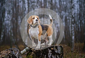 Funny dog breed Beagle for a walk in the autumn Park in a thick fog