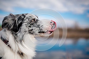 Funny dog breed border collie licks at the nature