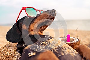 Funny dog of breed dachshund, black and tan, buried in the sand at the beach sea on summer vacation holidays, wearing red
