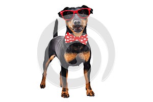 Funny dog breed Jagdterrier in a bow tie and sunglasses