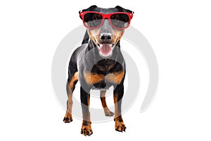 Funny dog breed Jagdterrier in a red sunglasses