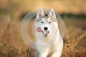 funny dog breed Siberian husky running on the rye field background. gray and white husky dog running in the meadow